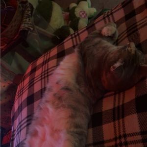 Meet your Posher, Abby